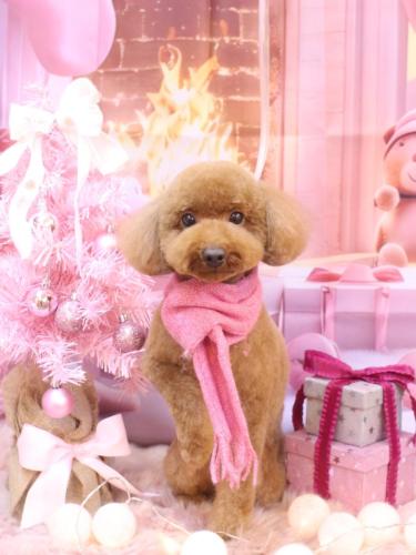 20241225かぐらちゃん